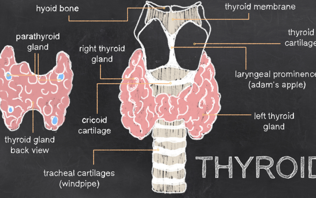Detecting and Treating Thyroid Problems: 101