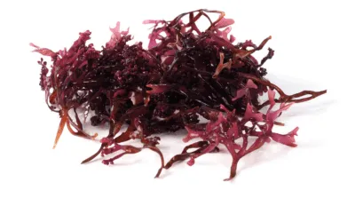 The Benefits of Sea Moss