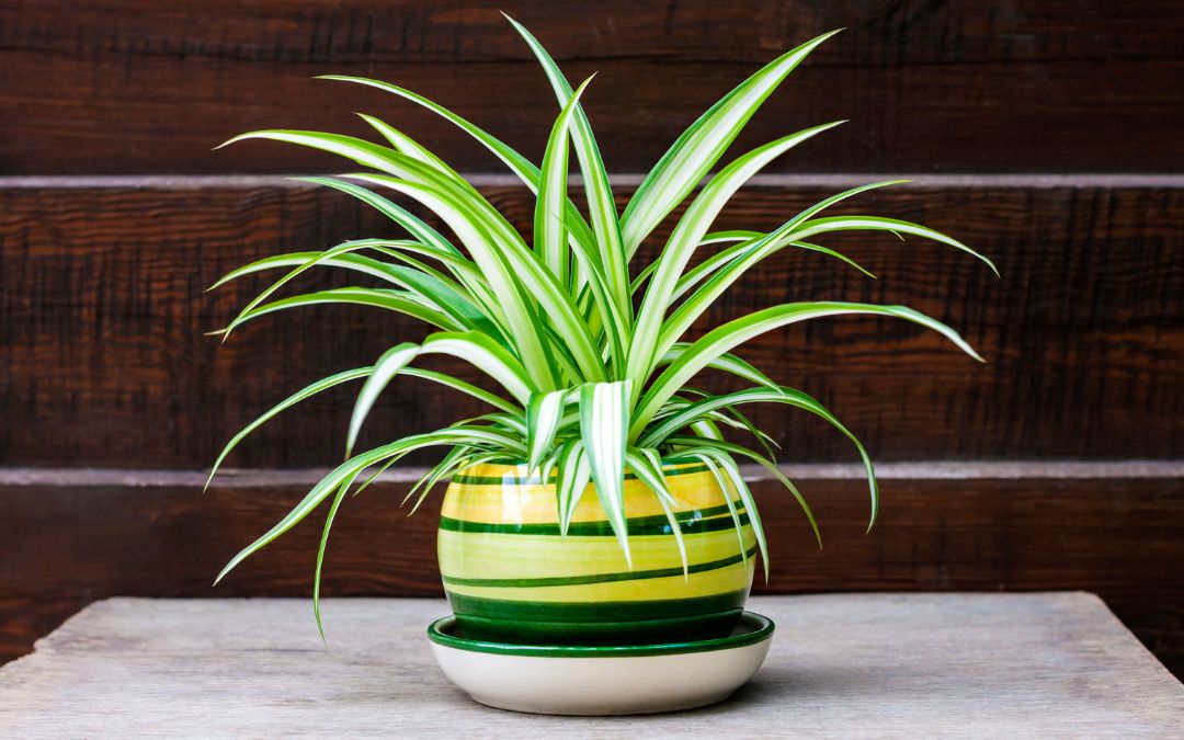 The Top 5 Indoor House Plants for Your Health